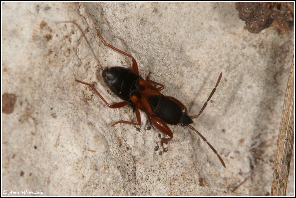 Heteroptera d''Israele